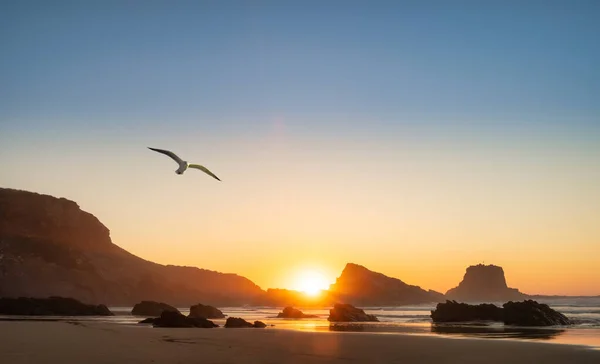 seagull flying over the Zambujeira do Mar sand on the Costa Vicentina in Portugal at sunse