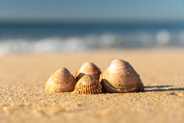 detail of shells on the beach with blurred sea in the background - selective focu