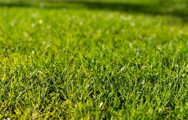 Garden Grass Texture Selective Focu Stock Picture