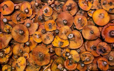 Marke 'da satılık mantar yakın plan.