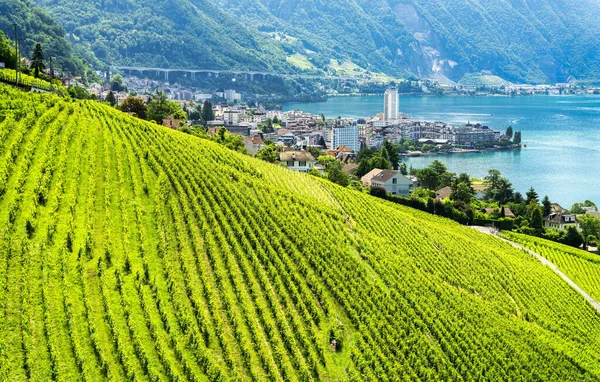 İsviçre 'deki Veytaux manzarası ve Cenevre Gölü kıyısındaki teraslı üzüm bağları