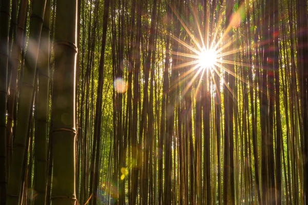 Soleil Formant Une Étoile Entrant Avec Des Rayons Travers Les — Photo