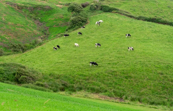 Vacas Leiteiras Pastando Prado Verde Montanha — Fotografia de Stock