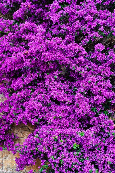 Фиолетовые Лепестки Цветов Текстуры Цветы Backgroun — стоковое фото