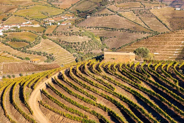 Sonbahar Çekirdekli Douro Vadisi Nin Üzüm Bağlarının Manzarası Portekiz — Stok fotoğraf