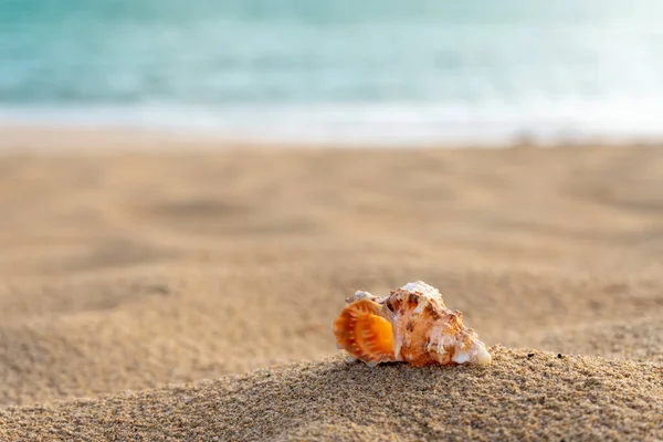 Coquille Mer Sur Plage Sable Avec Mer Turquoise Arrière Plan — Photo