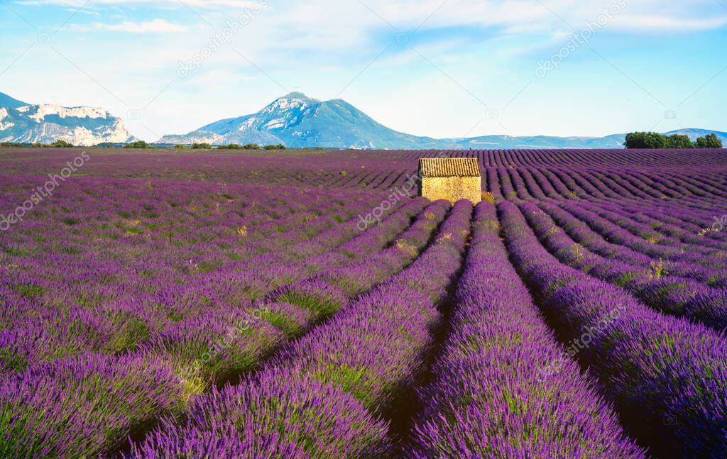 Lavender field in bloom at sunset with a house on the centered skyline - Valensole, Provence, France