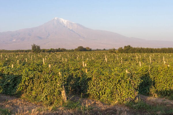 Vineyard on the background of Mount Ararat, Armenia