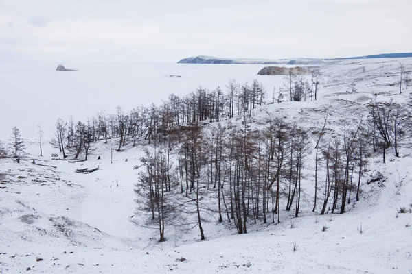 Árboles Ulan Hushinsky Gulf Isla Olkhon Lago Baikal Invierno Landscap — Foto de Stock