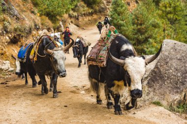 Siyah beyaz öküzler yük taşır, Nepal.