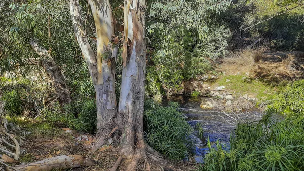 Wadi Sorek Floresta Verde Jerusalém — Fotografia de Stock