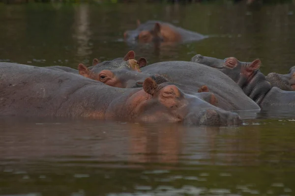 Hippos Were Playing Water Murchison Falls National Park Which Biggest — Stok Foto