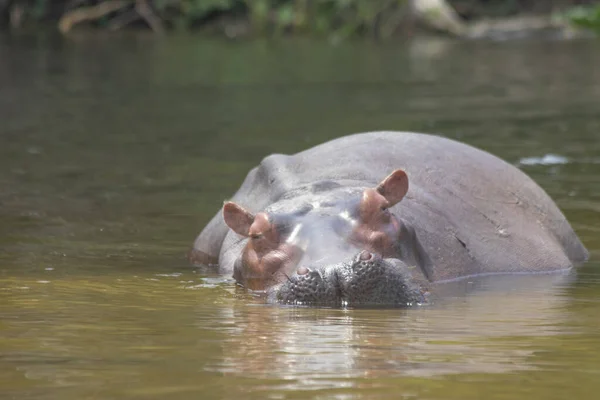 Hippos Were Playing Water Murchison Falls National Park Which Biggest — Stockfoto