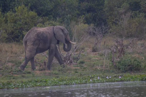 Elephant Roaming Grass Murchison Falls National Park Which Biggest Park — Stockfoto