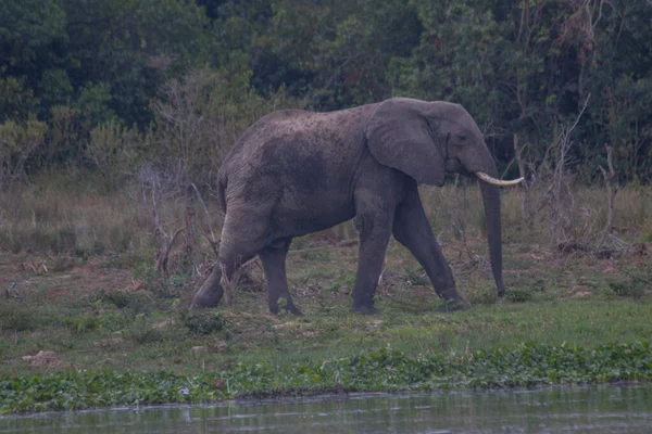 Ελέφαντας Περιπλανιόταν Στο Γρασίδι Στο Murchison Falls Εθνικό Πάρκο Οποίο — Φωτογραφία Αρχείου