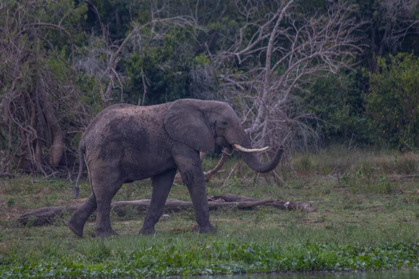 Elephant Roaming Grass Murchison Falls National Park Which Biggest Park — Stockfoto