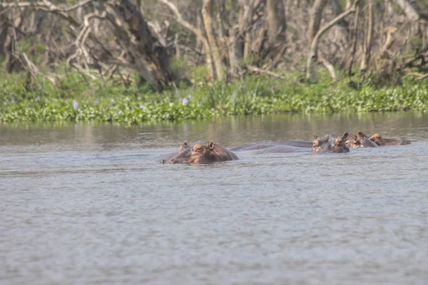 Hippos Were Playing Water Murchison Falls National Park Which Biggest — Stockfoto