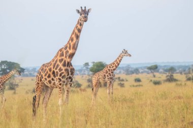 Giraffes were walking in grassland at Murchison falls national park , which is the biggest park in Uganda