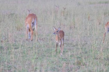 Uganda kobs were walking in grassland at Murchison falls national park , which is the biggest park in Uganda