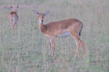 Uganda kobs were walking in grassland at Murchison falls national park , which is the biggest park in Uganda