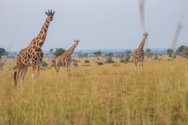 Giraffes were walking in grassland at Murchison falls national park , which is the biggest park in Uganda