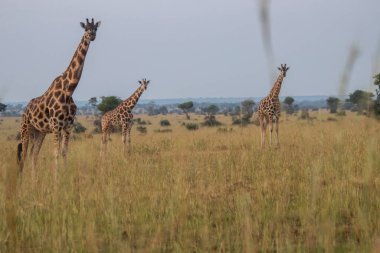 Giraffes were walking in grassland at Murchison falls national park , which is the biggest park in Uganda
