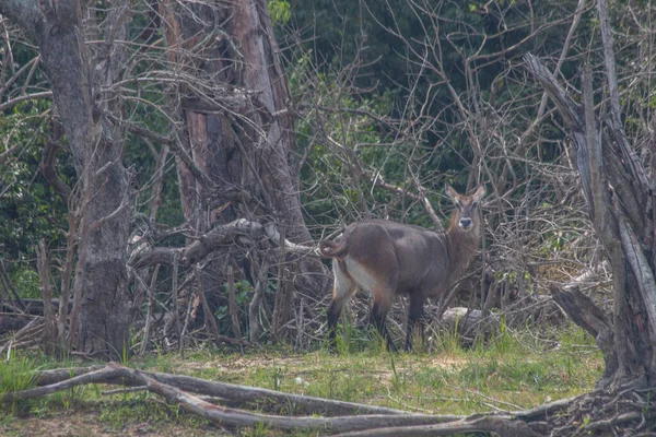 Uganda kobs were walking in grassland at Murchison falls national park , which is the biggest park in Uganda