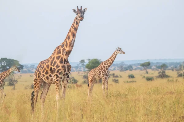 Giraffes Were Walking Grassland Murchison Falls National Park Which Biggest — Stock Photo, Image