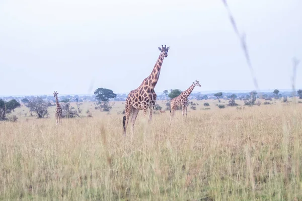 Giraffes Were Walking Grassland Murchison Falls National Park Which Biggest — Zdjęcie stockowe