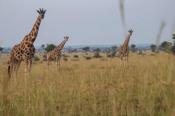 Giraffes Were Walking Grassland Murchison Falls National Park Which Biggest — Stock fotografie