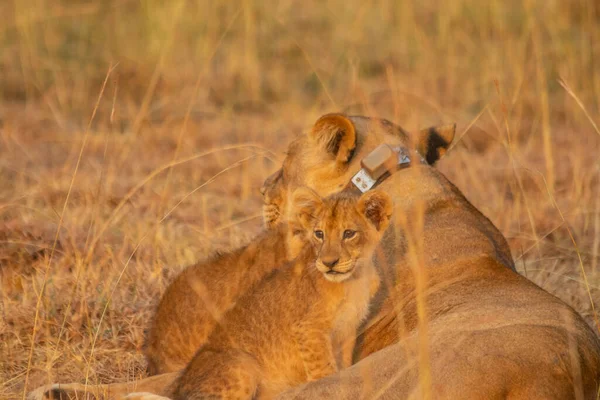 Lions Were Laying Grassland Murchison Falls National Park Which Biggest — Fotografia de Stock