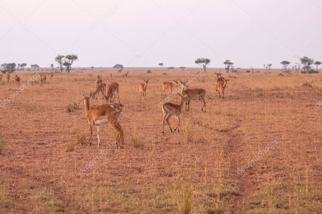 Uganda kobs were walking in grassland at Murchison falls national park , which is the biggest park in Uganda