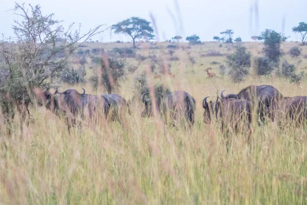 Buffalos Were Walking Grassland Murchison Falls National Park Which Biggest — Stockfoto