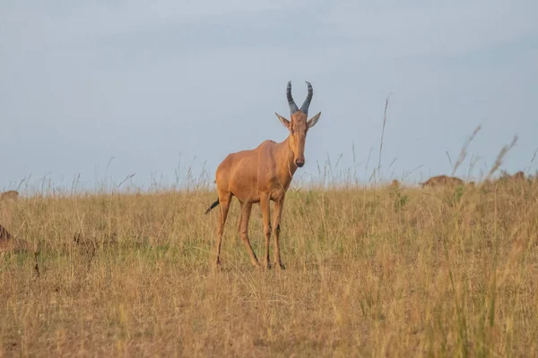 antelope were walking in grassland at Murchison falls national park , which is the biggest park in Uganda
