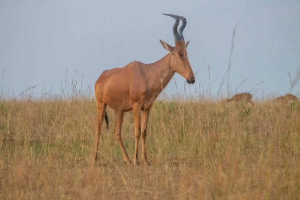 Antelope Were Walking Grassland Murchison Falls National Park Which Biggest — Stockfoto