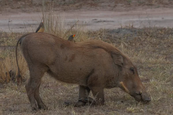 Warthogs Were Walking Grassland Murchison Falls National Park Which Biggest — Stock fotografie