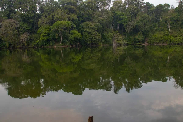 Природний Заповідник Нкуруба Був Створений 1991 Році Захисту Древніх Лісів — стокове фото