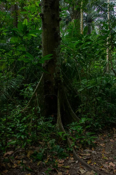 Sempaya Hot Springs Most Outstanding Attractions Semiliki National Park — Zdjęcie stockowe