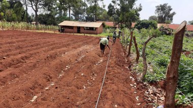 Okul çocukları topraklarını Uganda 'da çeşitli meyve ve sebzeler yetiştirmek için hazırlıyorlardı.