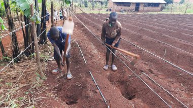 Okul çocukları topraklarını Uganda 'da çeşitli meyve ve sebzeler yetiştirmek için hazırlıyorlardı.