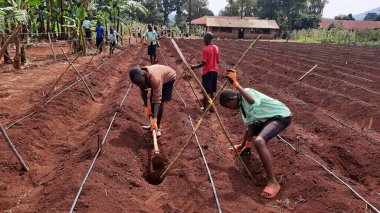 Okul çocukları topraklarını Uganda 'da çeşitli meyve ve sebzeler yetiştirmek için hazırlıyorlardı.