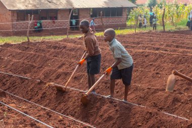 Okul çocukları topraklarını Uganda 'da çeşitli meyve ve sebzeler yetiştirmek için hazırlıyorlardı.