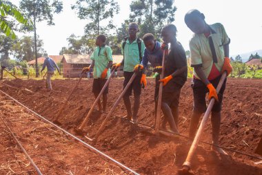 Okul çocukları topraklarını Uganda 'da çeşitli meyve ve sebzeler yetiştirmek için hazırlıyorlardı.
