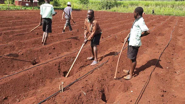 Okul çocukları topraklarını Uganda 'da çeşitli meyve ve sebzeler yetiştirmek için hazırlıyorlardı.