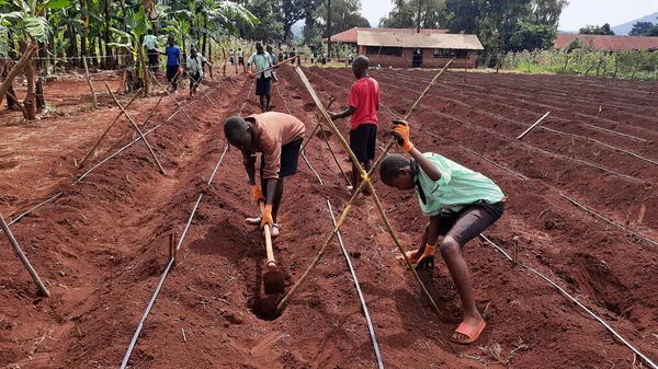 Okul çocukları topraklarını Uganda 'da çeşitli meyve ve sebzeler yetiştirmek için hazırlıyorlardı.