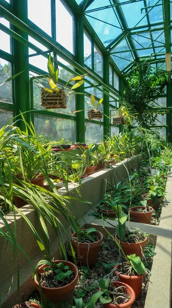 Bükreş, Romanya, 12 Ağustos 2021 - Botanik Bahçesinde Bitki Sergisi