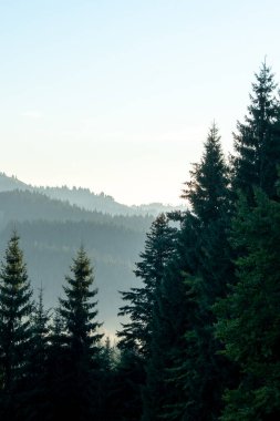 Metin için açık gökyüzü olan kozalaklı ağacın dramatik dikey görüntüsü