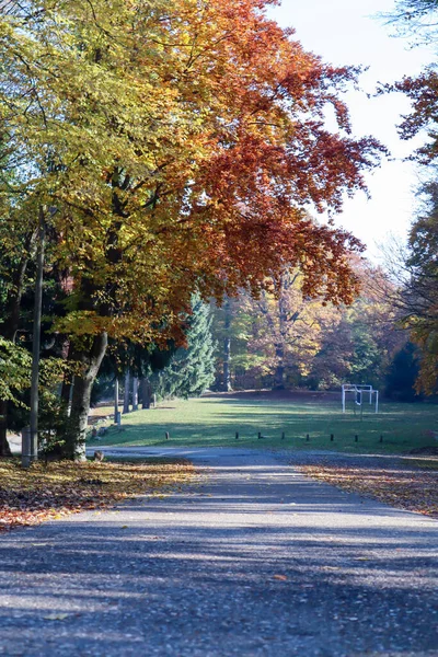 Hırvatistan 'ın Omanovac kentinde düşen yapraklar ve uzun ağaçlarla sonbahar manzarası