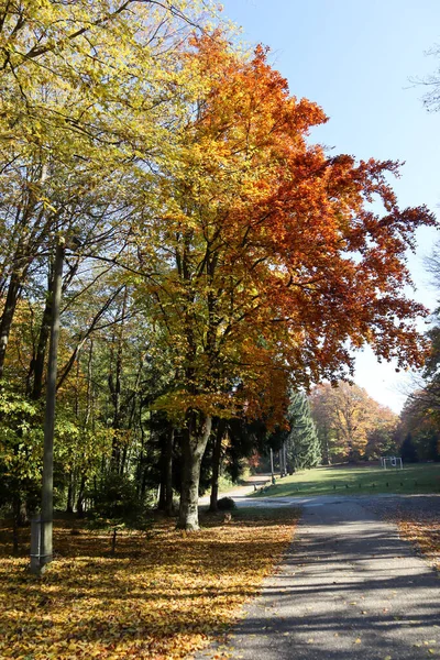 Herfstlandschap Met Omgevallen Bladeren Hoge Bomen Omanovac Kroatië — Stockfoto