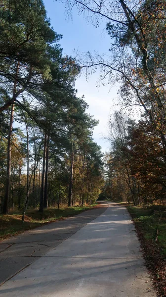 Caminho Parte Com Árvore Alta Durante Outono — Fotografia de Stock
